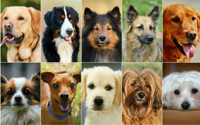 image for Responsible Dog Ownership Day