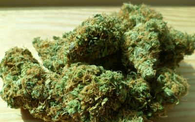 image for Cannabis, CBD, and Your Pets